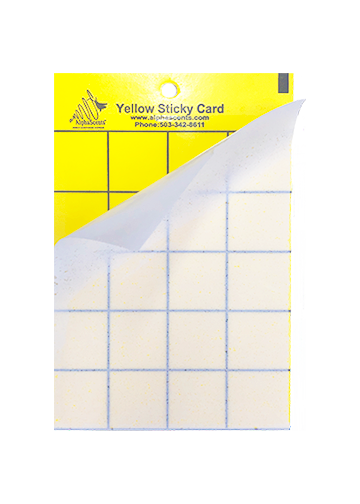 Yellow Card - Small 4 x 6 in