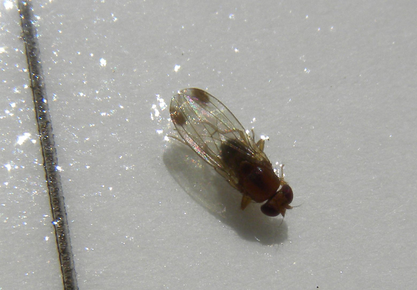Spotted Wing Drosophila Lure
