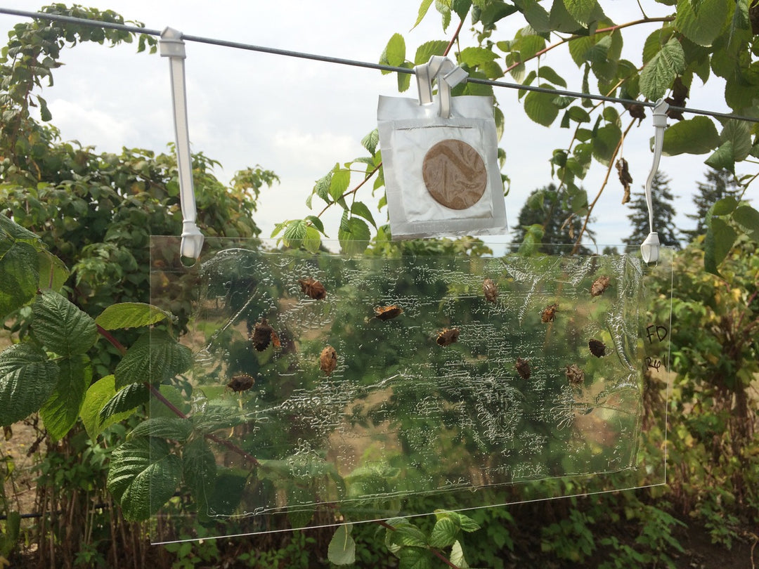 Brown Marmorated Stink Bug Trap – Alpha Scents