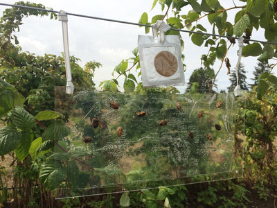Alpha Scents | Stink Bug Trap & Lure