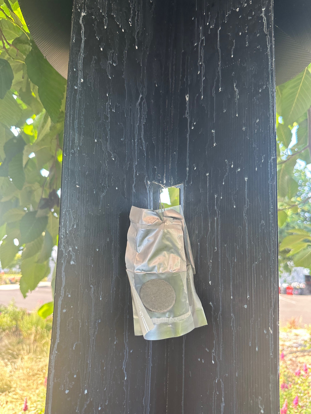 ダチュラページ Six-toothed Spruce Bark Beetle Lure – Alpha Scents