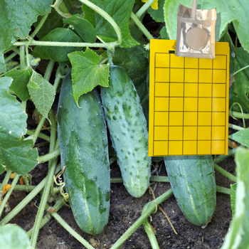 Alpha Scents | Cucumber Beetle Trap & Lure