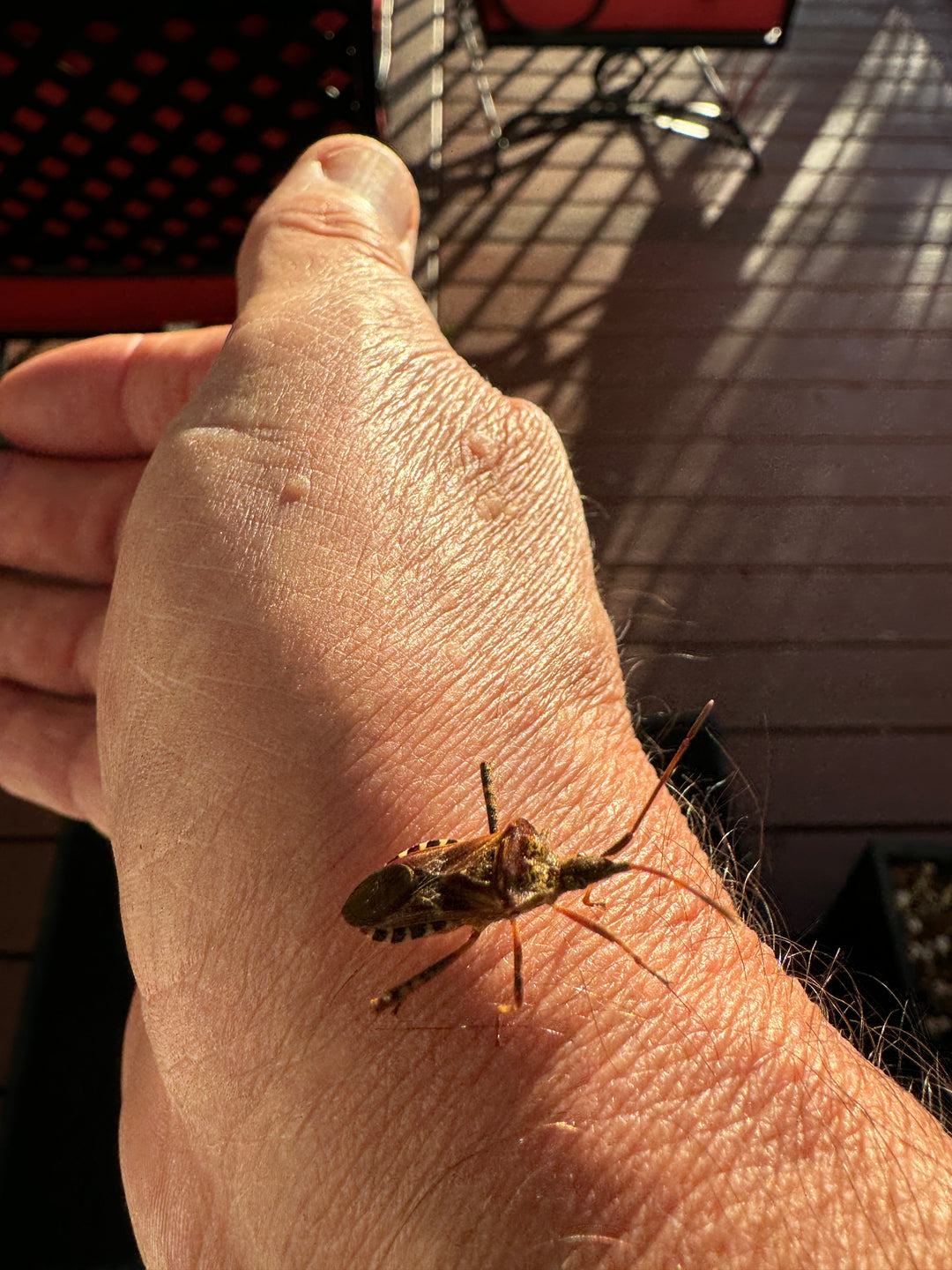 Western Conifer Leaffooted Bug Lure – Alpha Scents