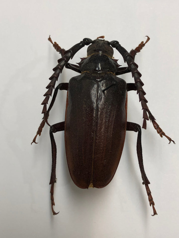 アブリル　ペラコーン Prionus californicus Longhorn Beetle Lure – Alpha Scents