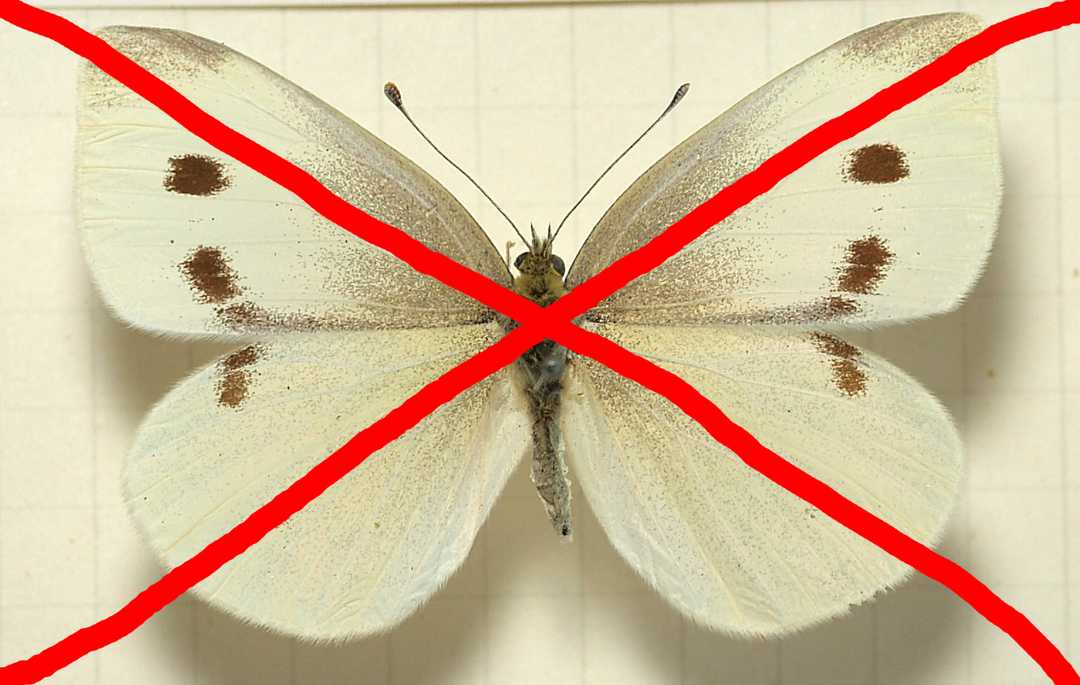 Cabbage Moth Lure – Alpha Scents