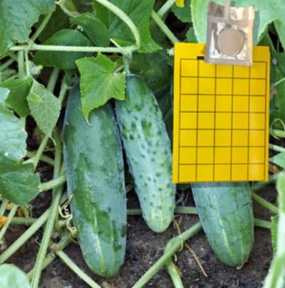 Flea Beetle Lure