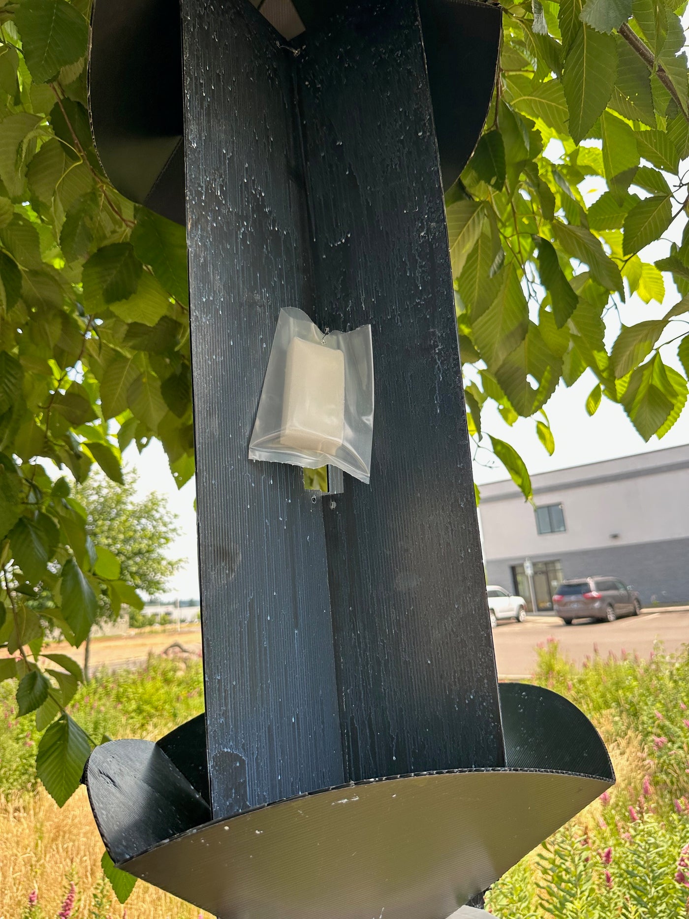 Brown Spruce Longhorn Beetle Lure