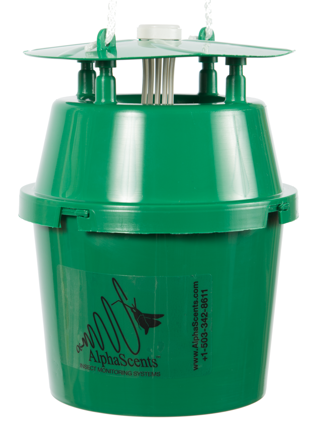 Box Tree Moth – Alpha Scents