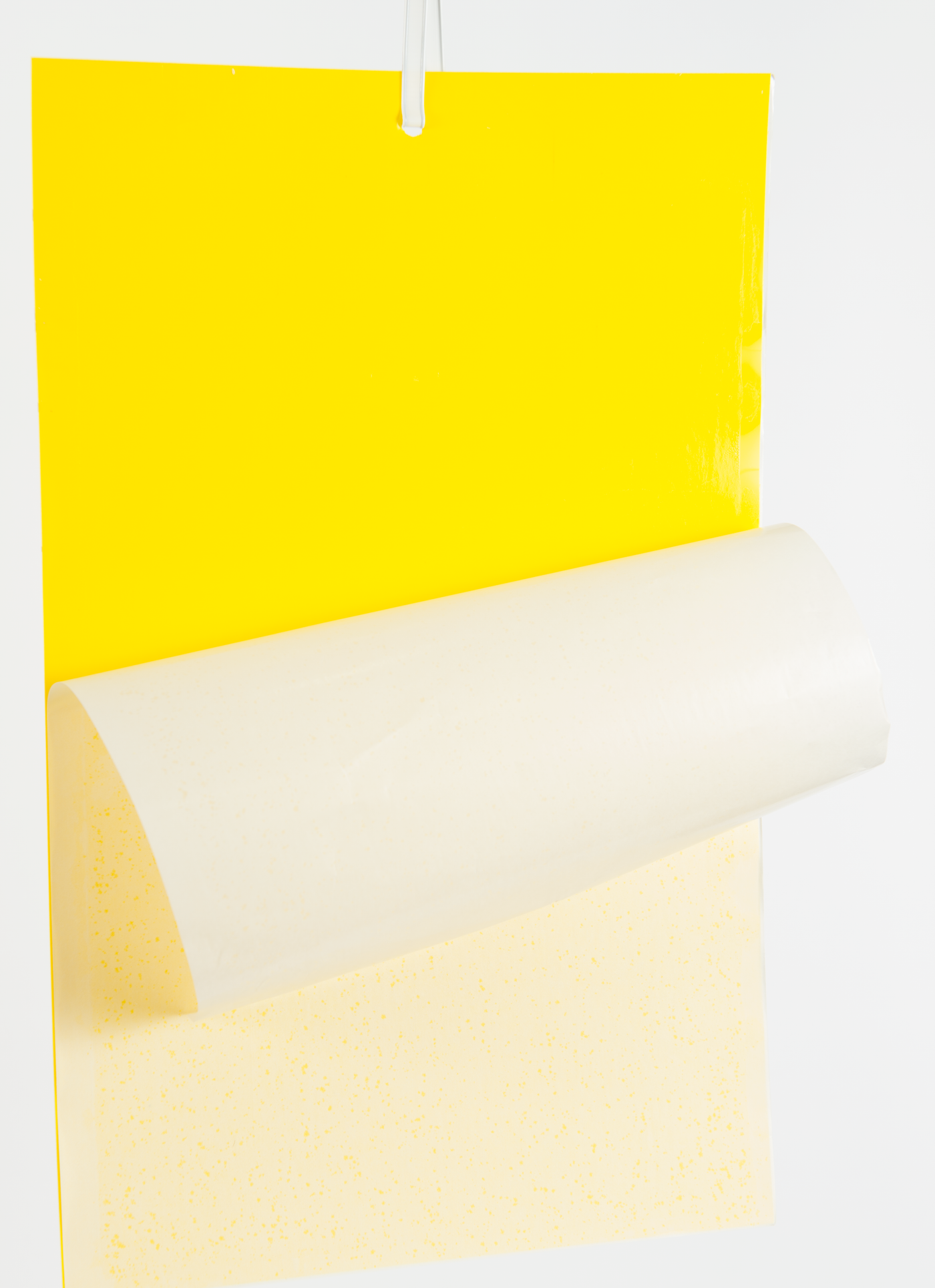 Large 10x16 Sticky Rectangle Card Trap, Yellow, Blue and Black