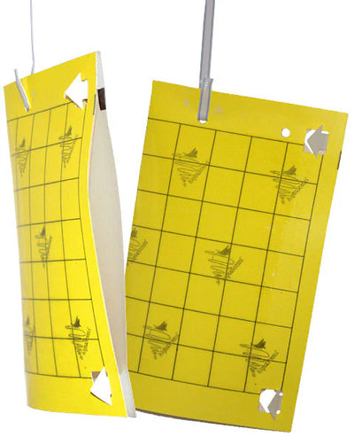 Banded Cucumber Beetle Lure