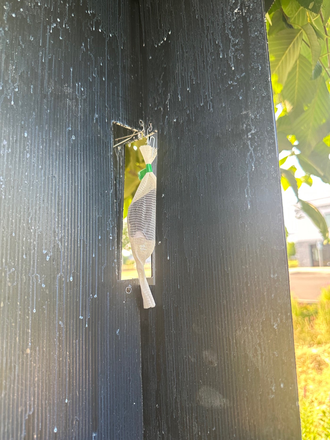 Asian Longhorn Beetle Lure