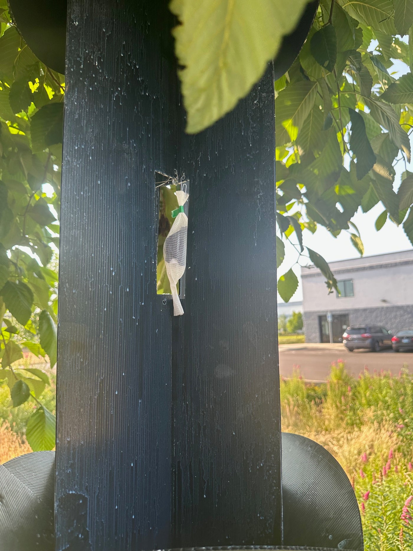 Douglas-Fir Beetle Lure