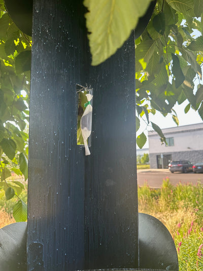 Douglas-Fir Beetle Lure