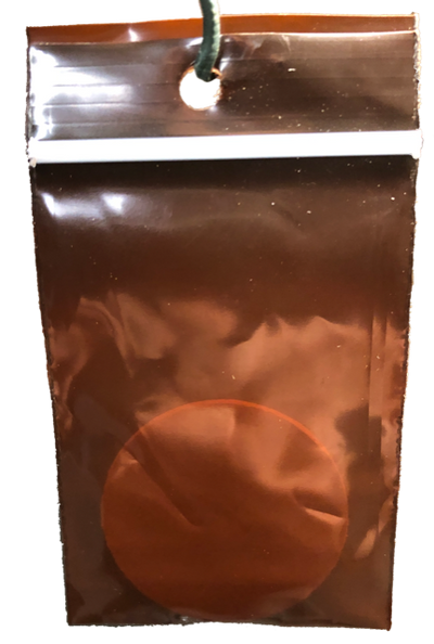 Six-Spined Engraver Beetle Lure