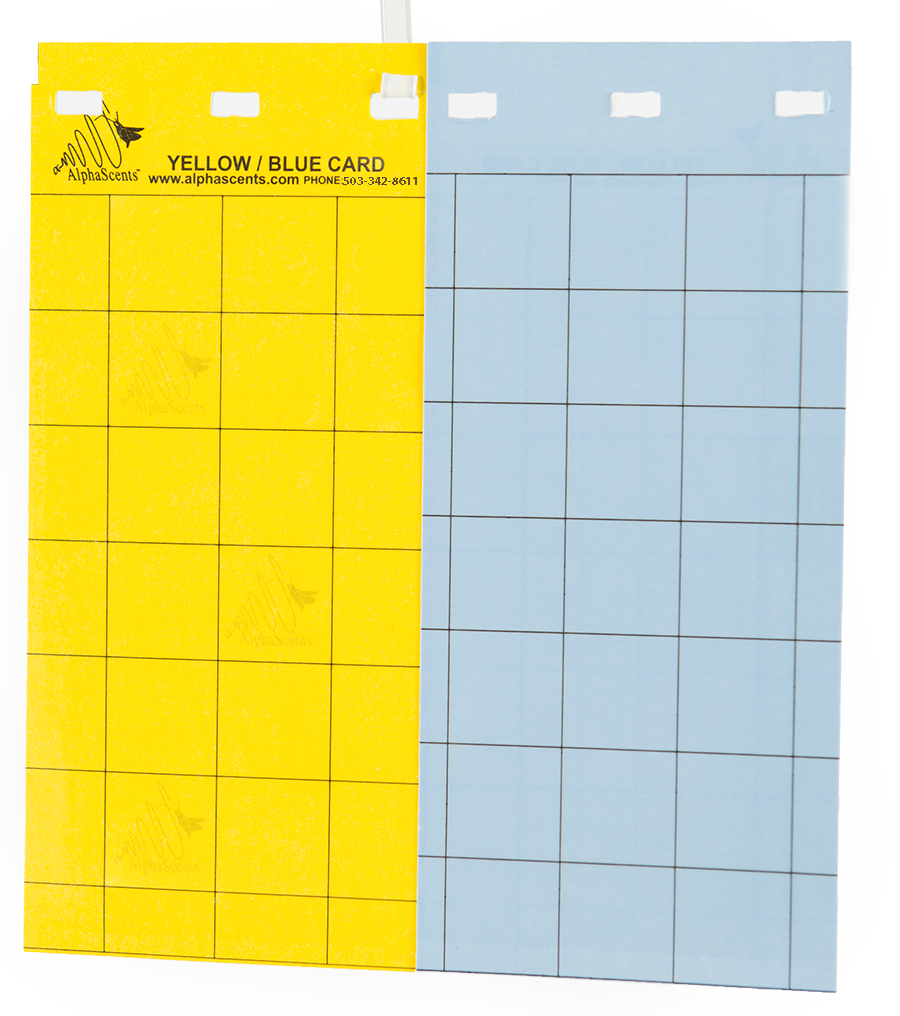 Blue/Yellow Card 8 x 3.5 in