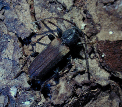 Brown Spruce Longhorn Beetle Lure