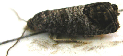 Codling Moth Male and Female Lure