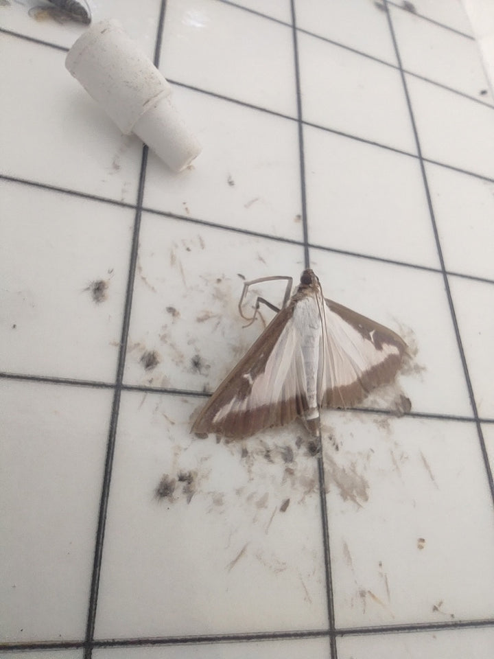 cma_bukszpanowa_720x.jpg?v=