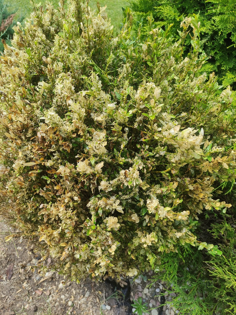 Box Tree Moth – Alpha Scents