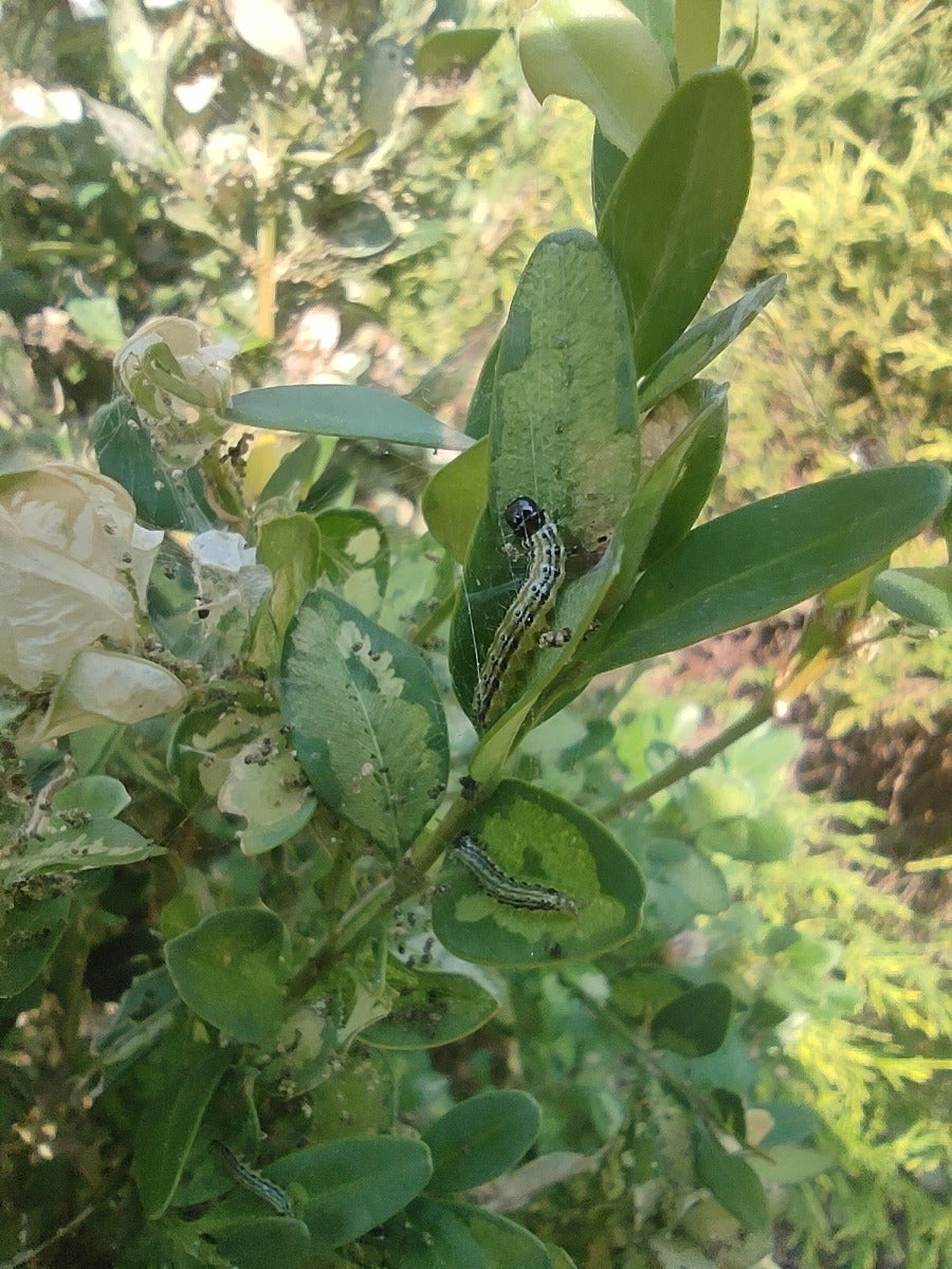Box Tree Moth – Alpha Scents