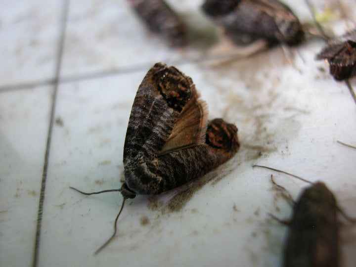 codling_moth_10_720x.jpg?v=