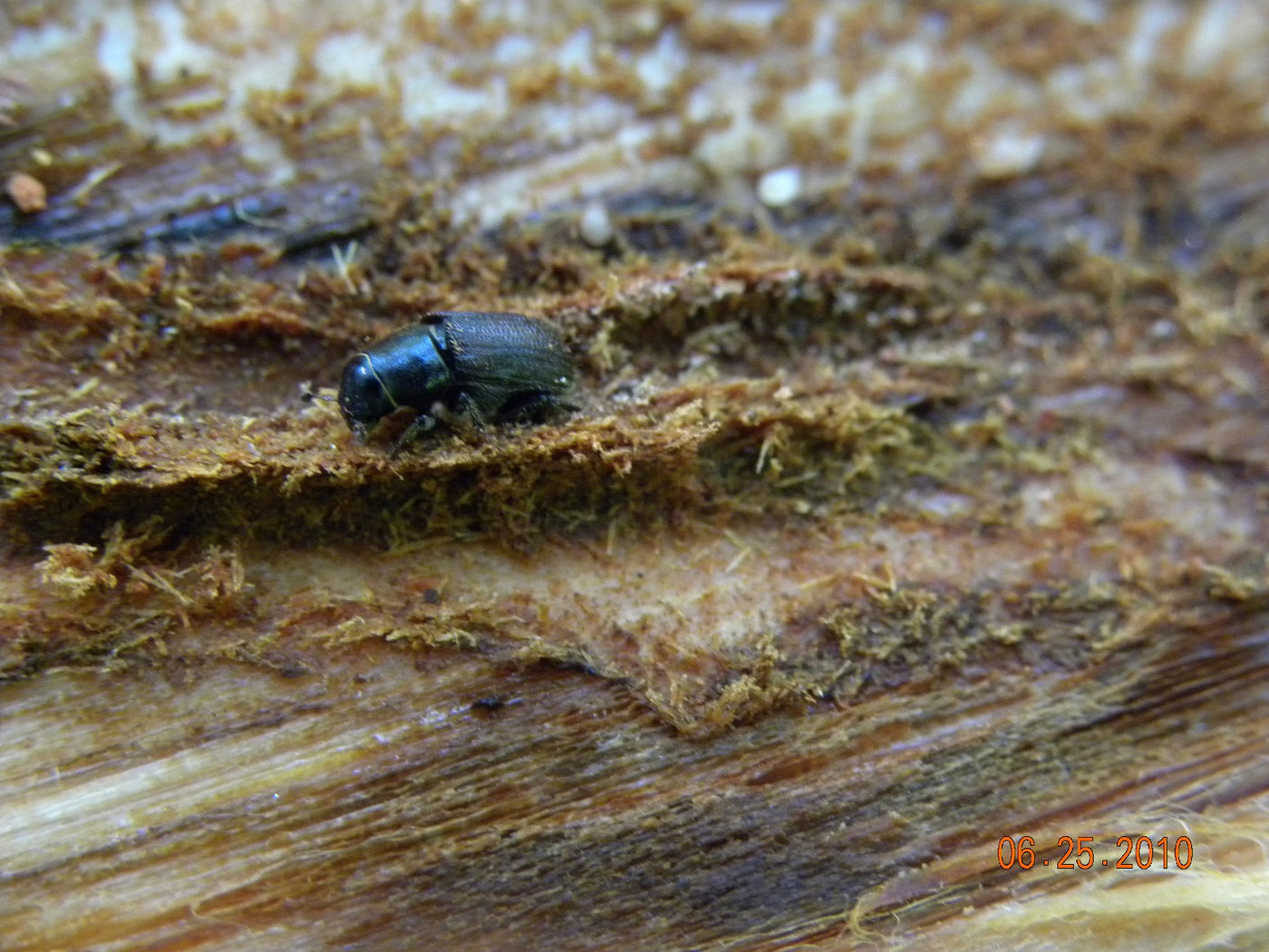 Douglas-Fir Beetle Lure