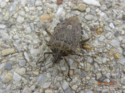 Brown Marmorated Stink Bug (BMSB) Lure