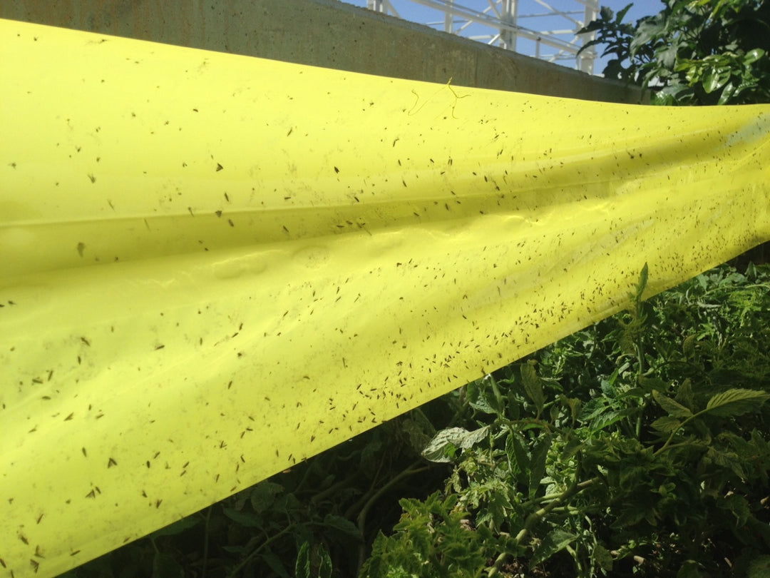 Tomato Leafminer Lure – Alpha Scents