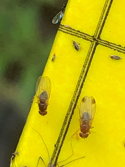 Spotted Wing Drosophila Lure