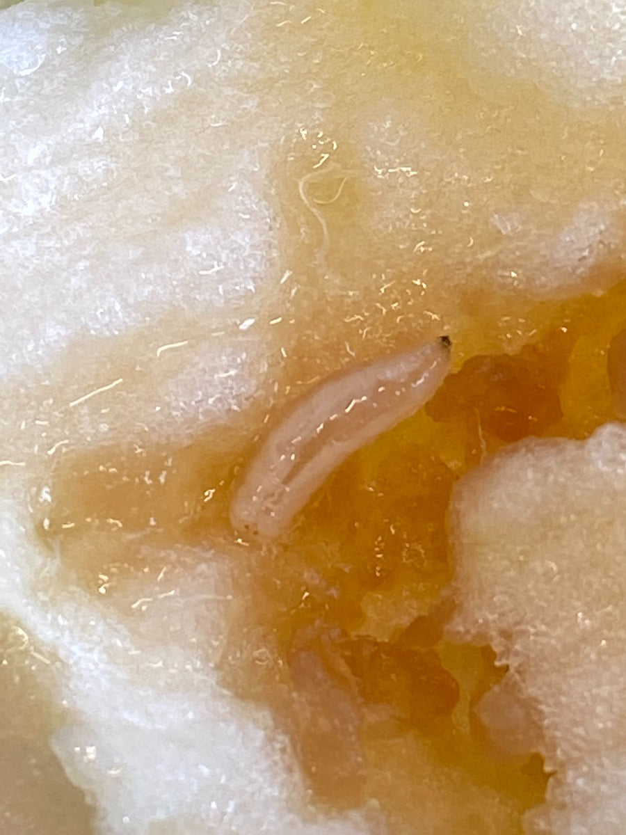 Apple Maggot Lure – Alpha Scents