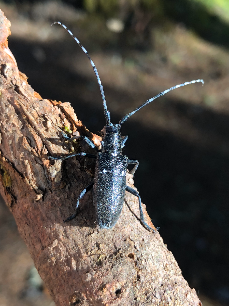 Longhorn Beetle Lure