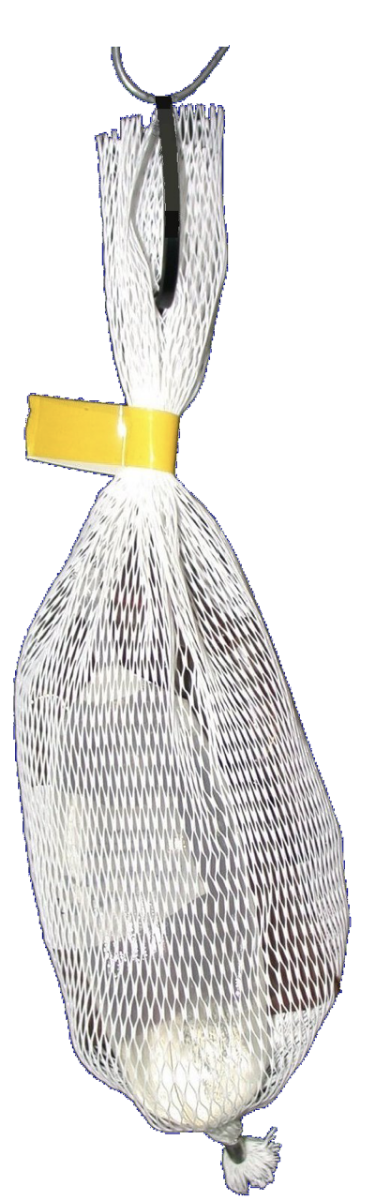 Striped Ambrosia Beetle  Lure
