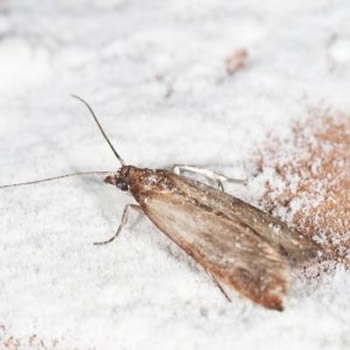 Alpha Scents | Pantry Moth Trap & Lure