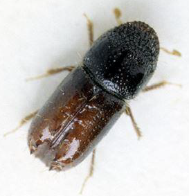 ダチュラページ Six-toothed Spruce Bark Beetle Lure – Alpha Scents