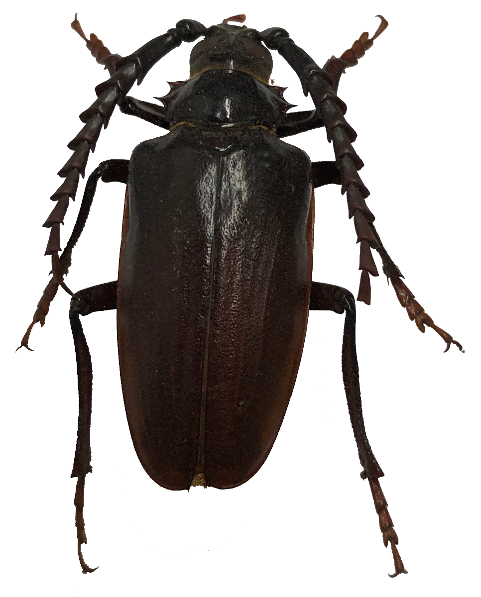 Prionus Longhorn Beetles Lure