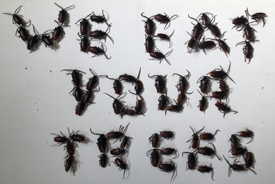 Prionus Longhorn Beetles Lure